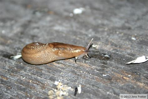 Sluggin Along Anatomy Of A Slug Overview