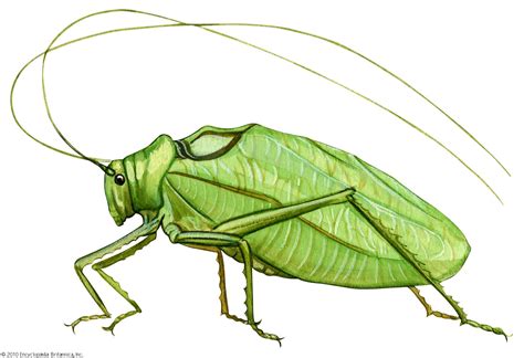 Katydid Students Britannica Kids Homework Help