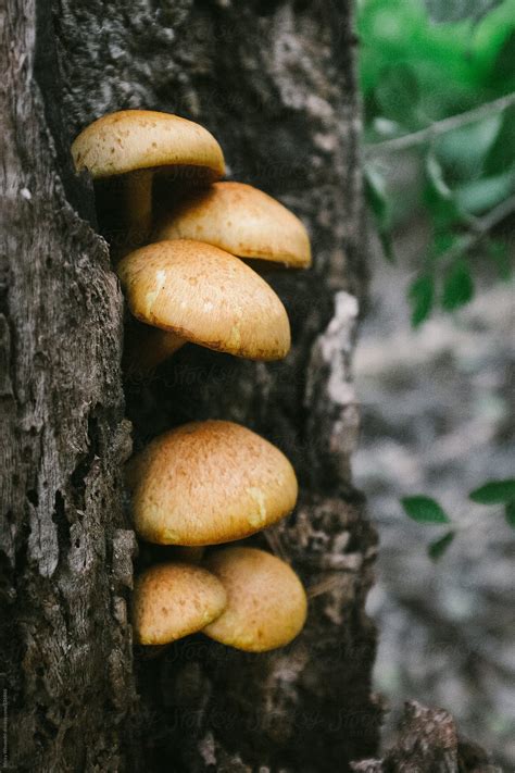 Wild Mushrooms On A Log By Stocksy Contributor Juno Stocksy
