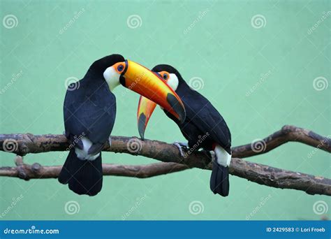 Two Toucans Stock Image Image Of Tropical Rainforest 2429583