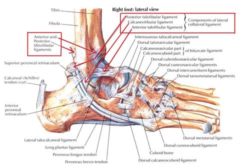Some tendons are at risk of becoming inflamed and developing tendonitis. Sprained Ankle Anatomy - Human Anatomy Diagram | Ankle ...