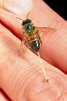 10 Tips to Avoid Getting Stung By a Bee