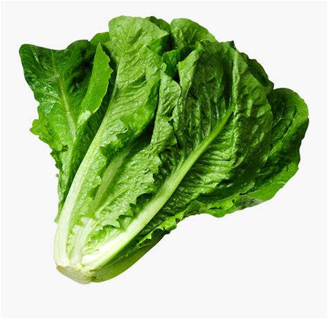 Head Of Lettuce Clipart Image Lettuce Png Free Transparent Clipart