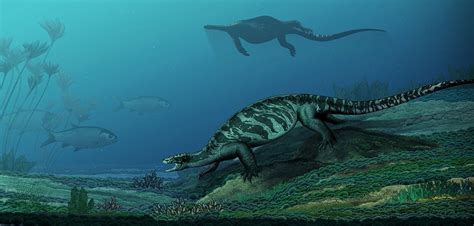 Pappochelys rosinae (schoch and sues 2015, middle triassic), was originally considered a stem turtle, but in the large reptile tree, pappochelys nests with basal placodonts. Fóssil de 230 milhões de anos revela segredos sobre a ...