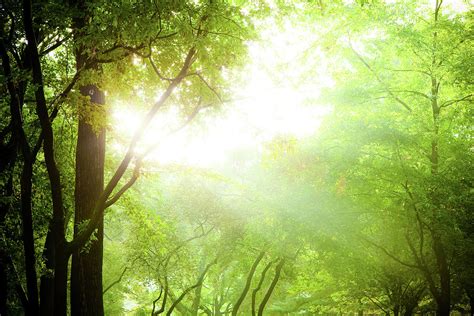 Sunbeam Coming Through Tree Branches Photograph By Pawelgaul Fine