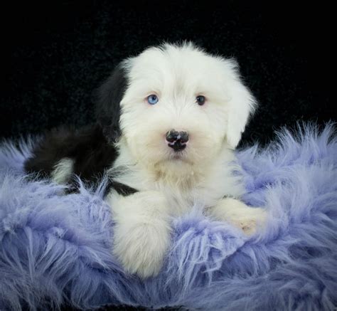 How Much Does An Old English Sheepdog Cost 2024 Price Guide Hepper
