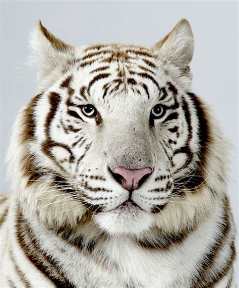 Narayana A Three Year Old Male Royal White Bengal Tiger White