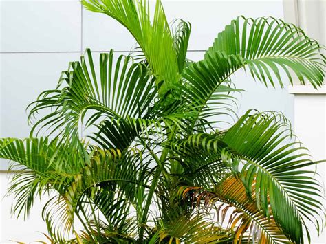 14 Beautiful Indoor Palm Trees How To Add Tropical Elegance To Your Home