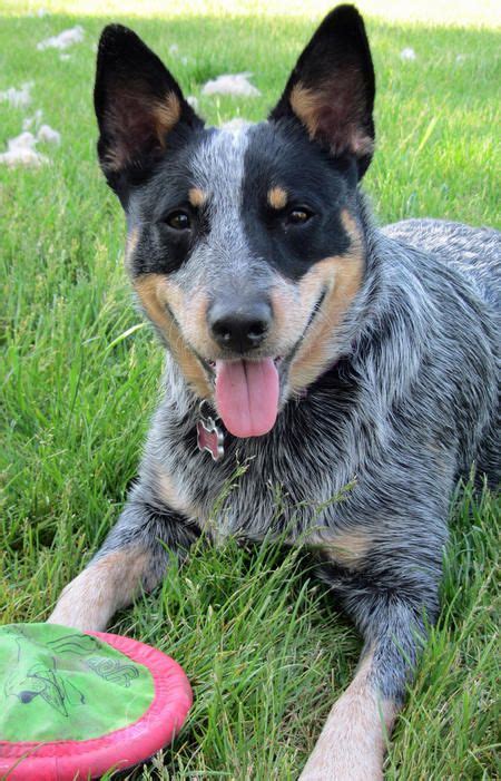 Kiah The Blue Heeler Blue Heeler Dogs Austrailian Cattle Dog Aussie