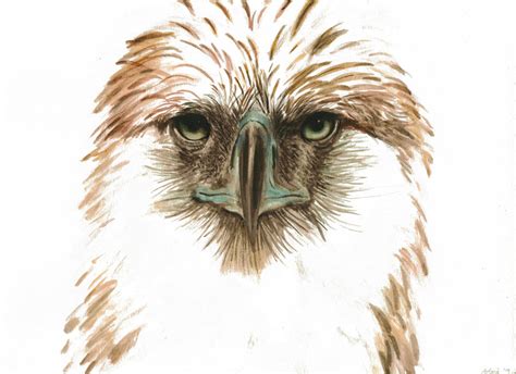 Download The Philippine Eagle Clipart For Free Designlooter 2020 👨‍🎨