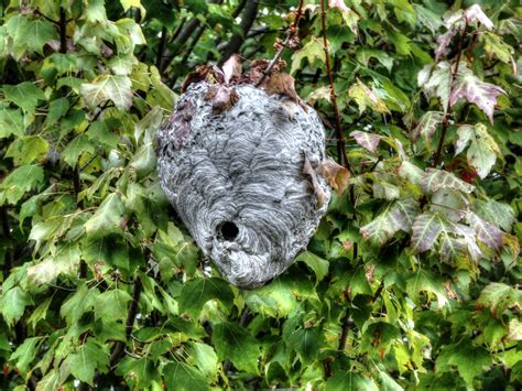 Wasp Nest Free Stock Photo Public Domain Pictures