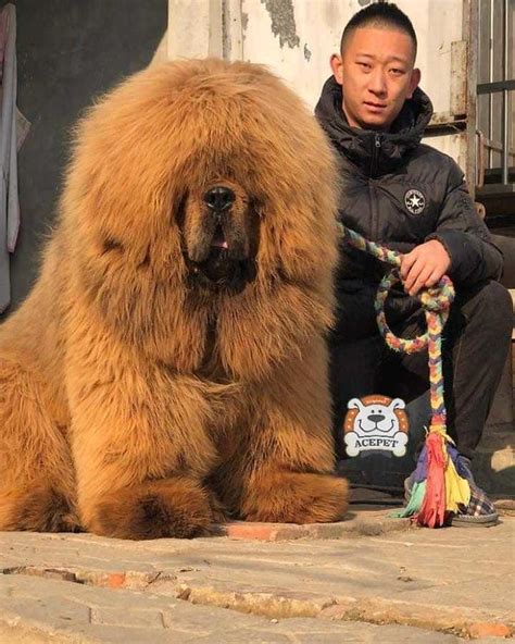 Animals Tibetan Mastiff Tibetan Mastiff Dog Mastiffs