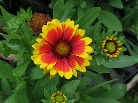 Alicia Merrett Flower Yellow And Red Orange Dont Know Its Name Again