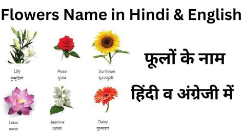 100 फूल के नाम Flowers Name In Hindi And English English Name Of