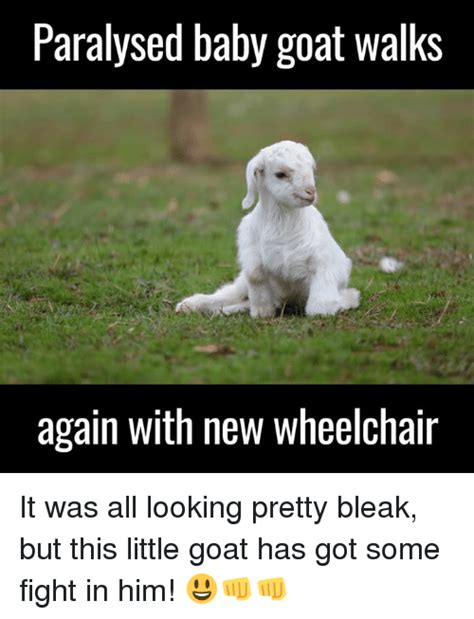 25 Best Memes About Baby Goats Baby Goats Memes