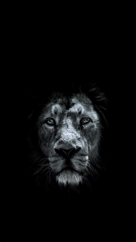Lion Iphone Wallpapers Wallpaper Cave
