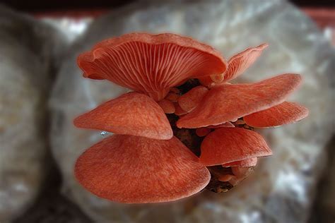Pink Oyster Mushroom | FAREI
