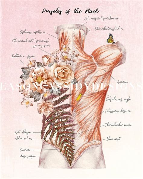 T For Massage Therapist Floral Anatomy Massage Room Art Muscular System Posters Massage