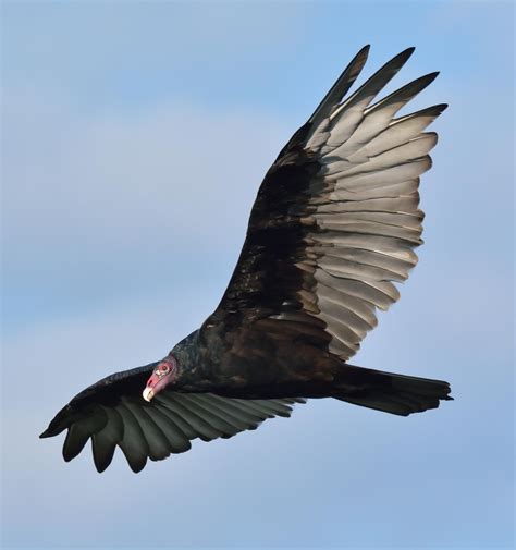 Turkey Vultures Hawk Mountain Sanctuary Learn Visit Join