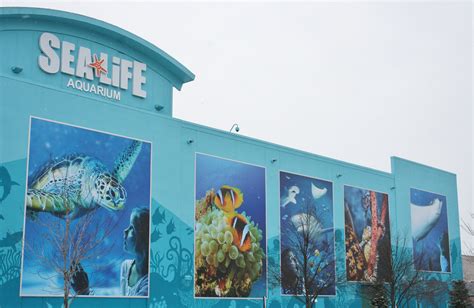 Visit Sea Life Michigan Aquarium Through 25 Pictures