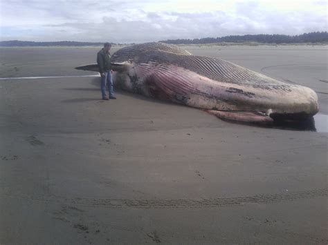 Dead Whale Washes Up On Ocean Shores Beach The Columbian