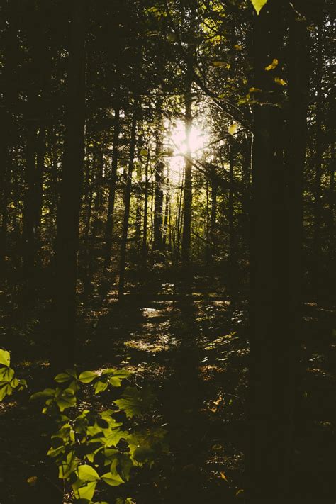 Sun Shining Through Trees In The Forest Free Stock Photo