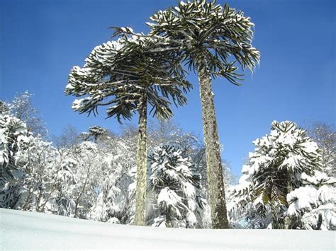 The Monkey Puzzle Tree An Unusual And Endangered Plant Owlcation