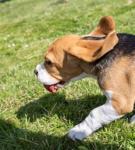 Beagles And Their Ears Puphelp