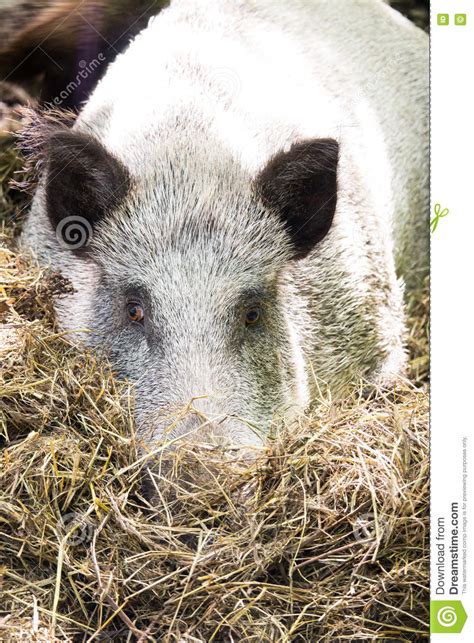Boar Sad Buried His Nose In Hay Stock Image Image Of Food Adult