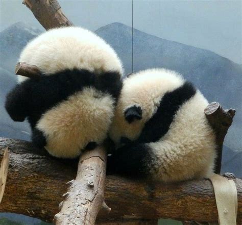 Cuddly Panda Spheres Panda Cute Panda Animals Beautiful