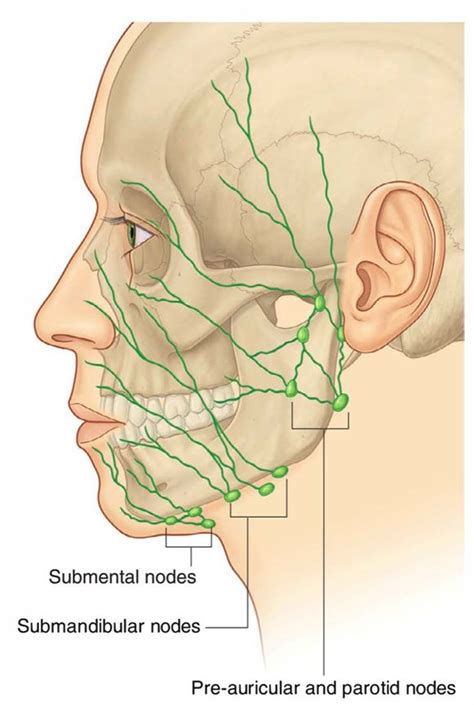 Lymph Nodes Swollen Lymph Nodes Lymphatic System Face