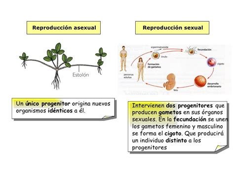 biología rmm reproducción