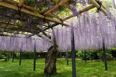 Wisteria Trellis At Byodoin In Uji City Enjoy Kyoto Night And Day