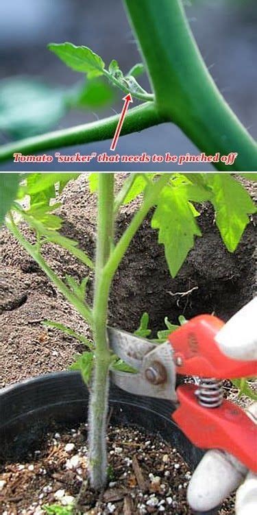 Advantages Of Pruning Tomato Plants Pinching Off The Suckers From A
