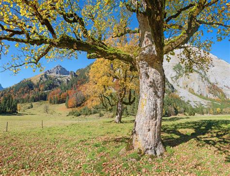 Old Maple Tree With Golden Leaves In Autumnal Karwendel Landscape Stock