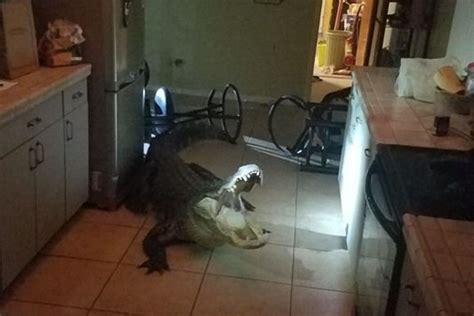 Alligator Breaks Into Florida Home Greets Police With Open Jaw In