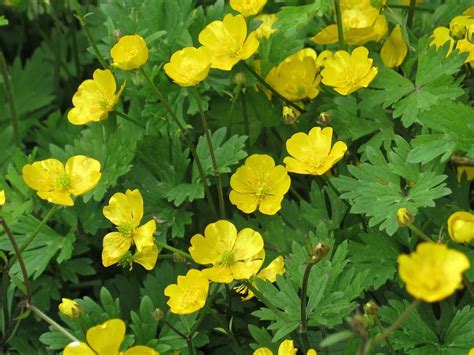 Western Buttercup Ranunclus Occidentalis Tongass National Forest In