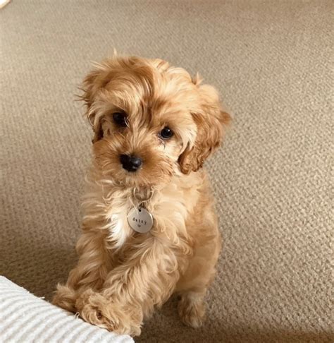 Cavapoo For Sale In Pike County 3 Petzlover
