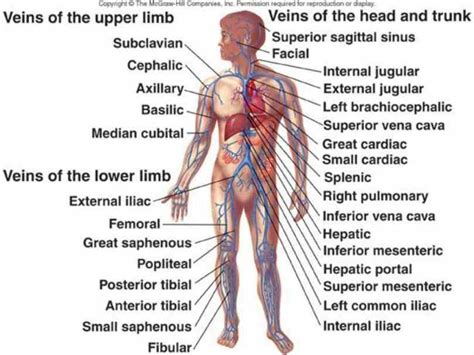 Diagram of sensory deuron system. Arteries And Veins Of Human Body Anatomy | MedicineBTG.com