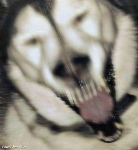 Images Of Cursed Dogs ☠️ With Images Doge Much Wow