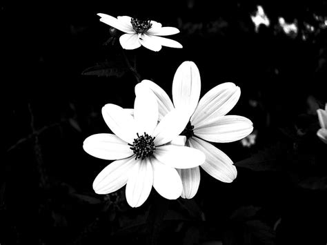 Daisys Flower Black White Daisy HD Wallpaper Peakpx