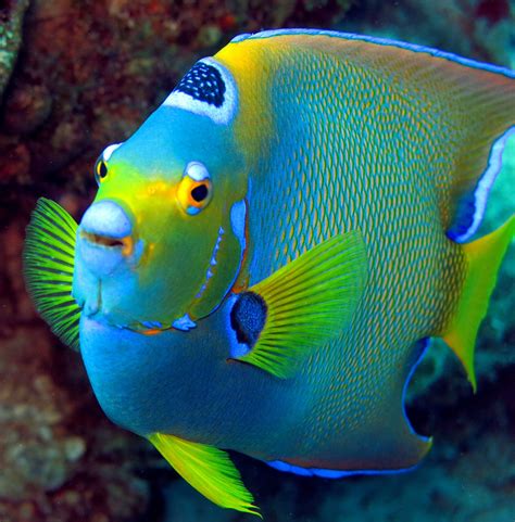 Queen Angelfish H2o Visions Bonaire Beautiful Sea Creatures Marine