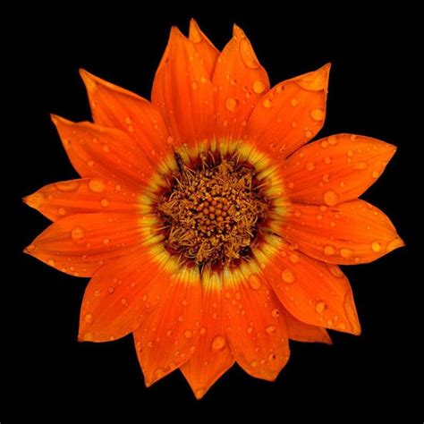 A Macro Botanical Photograph Of An Orange Daisy With Water Droplets