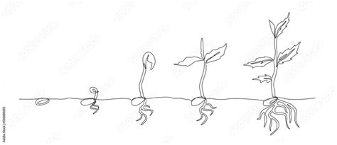 Growing Plant Sprout Growth Process Steps Sequence Of Germinating