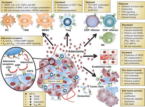 Targeting Cancer Derived Adenosinenew Therapeutic Approaches Cancer