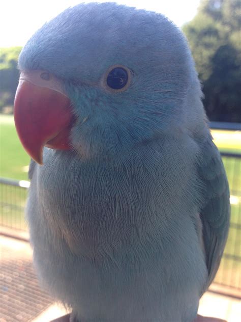 Favourite Shot Of My Blue Indian Ringneck Parrots