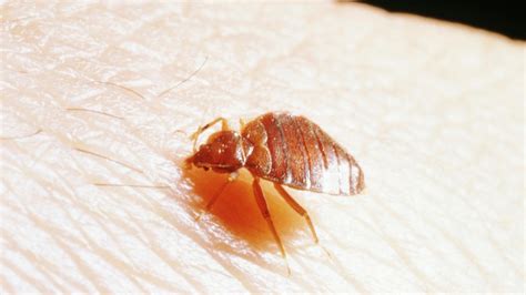 What Do Bed Bug Bites Usually Look Like