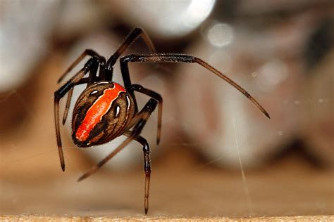 Red Alert For Redback Spider Australian Geographic