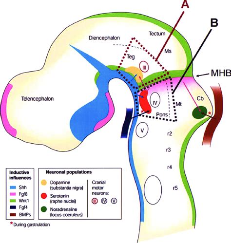 Sagittal View Of An Embryonic Mouse E115 Brain Demonstrating The