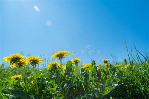 Green Field With Yellow Dandelions Closeup Of Yellow Spring Flowers On
